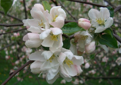 flores de Malus Pumila, uma essencia para purificação interna.